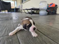 Neon Yellow, a male Saint Bernard and Saint Berdoodle for sale in Menifee, CA – 4 of 8