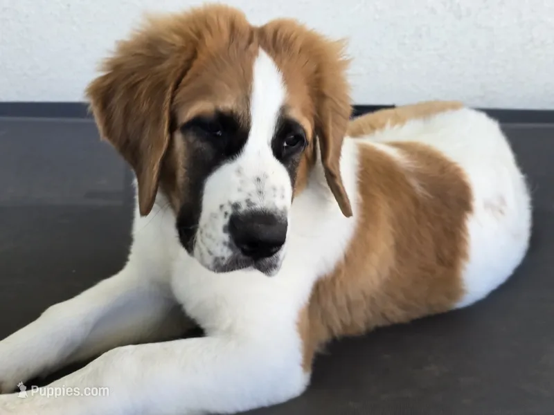 Red Collar – Saint Bernard, Saint Berdoodle puppy for sale in Menifee, CA