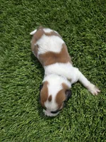 Black Collar, a male Saint Bernard and Saint Berdoodle for sale in Menifee, CA – Photo 7 of 7