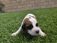 Black Collar, a male Saint Bernard and Saint Berdoodle for sale in Menifee, CA – Photo 5 of 7