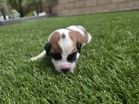 Black Collar, a male Saint Bernard and Saint Berdoodle for sale in Menifee, CA – Photo 4 of 7