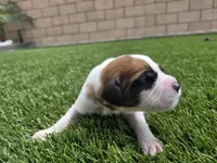 Black Collar, a male Saint Bernard and Saint Berdoodle for sale in Menifee, CA – Photo 6 of 7
