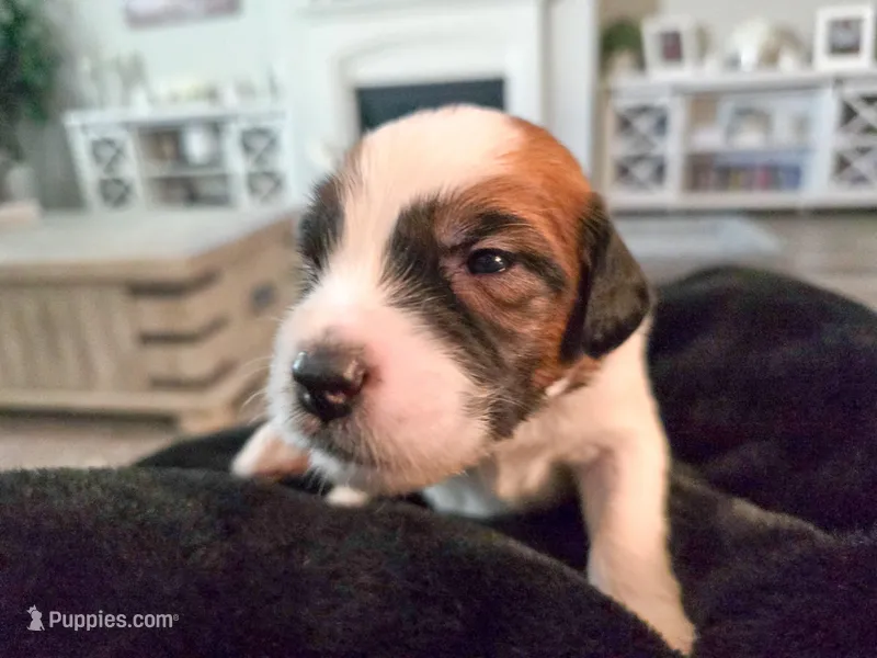 Black Collar – Saint Bernard, Saint Berdoodle puppy for sale in Menifee, CA