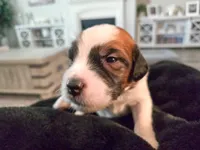 Black Collar, a male Saint Bernard and Saint Berdoodle for sale in Menifee, CA – Photo 1 of 7