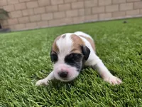 Black Collar, a male Saint Bernard and Saint Berdoodle for sale in Menifee, CA – Photo 3 of 7