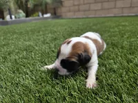 Black Collar, a male Saint Bernard and Saint Berdoodle for sale in Menifee, CA – Photo 2 of 7