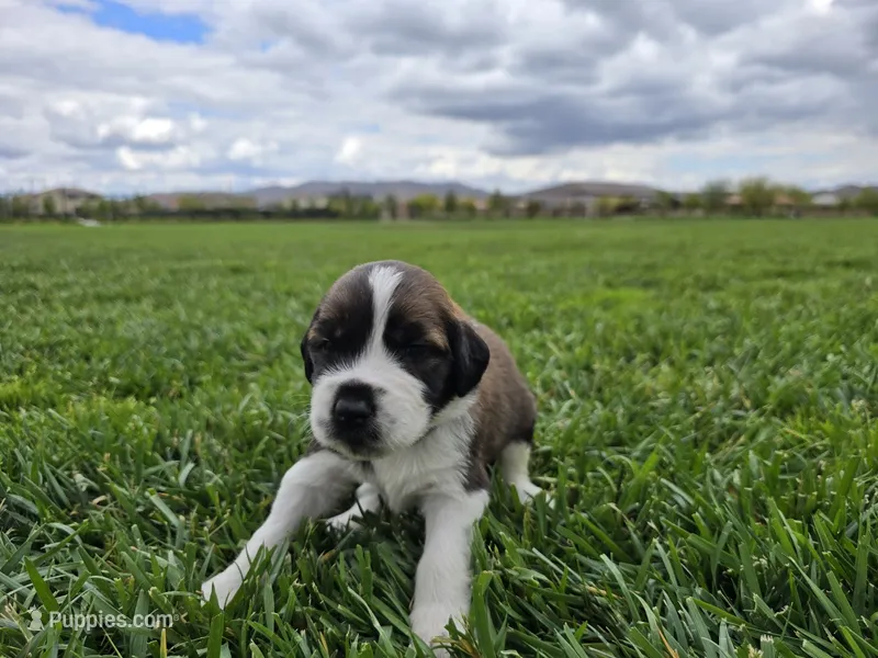 Gray Collar – Saint Bernard, Saint Berdoodle puppy for sale in Menifee, CA