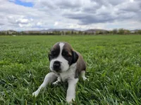 Gray Collar, a male Saint Bernard and Saint Berdoodle for sale in Menifee, CA – 1 of 9