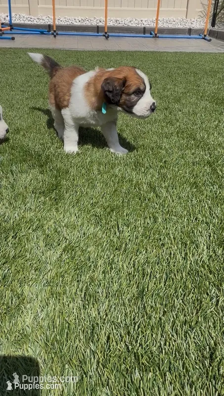 Turquoise – Saint Bernard, Saint Berdoodle puppy for sale in Menifee, CA