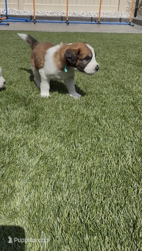 Turquoise – Saint Bernard, Saint Berdoodle puppy for sale in Menifee, CA