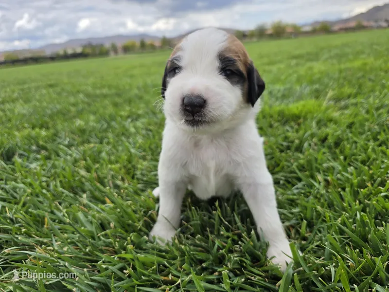 Green Collar – Saint Bernard, Saint Berdoodle puppy for sale in Menifee, CA