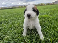 Green Collar, a male Saint Bernard and Saint Berdoodle for sale in Menifee, CA – 1 of 8