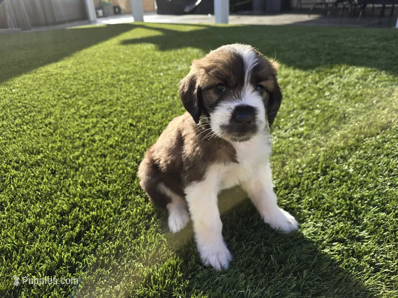 Gray Collar – Saint Bernard, Saint Berdoodle puppy for sale in Menifee, CA