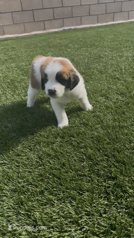 Brown Collar – Saint Bernard, Saint Berdoodle puppy for sale in Menifee, CA