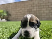 Gray Collar, a male Saint Bernard and Saint Berdoodle for sale in Menifee, CA – 9 of 9