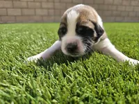Neon Yellow, a male Saint Bernard and Saint Berdoodle for sale in Menifee, CA – 6 of 8