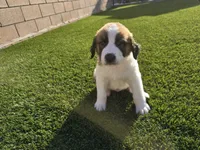 Red Collar, a male Saint Bernard and Saint Berdoodle for sale in Menifee, CA – 3 of 10