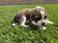 Neon Yellow, a male Saint Bernard and Saint Berdoodle for sale in Menifee, CA – 7 of 8