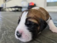 Turquoise, a male Saint Bernard and Saint Berdoodle for sale in Menifee, CA – Photo 3 of 7