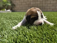 Turquoise, a male Saint Bernard and Saint Berdoodle for sale in Menifee, CA – Photo 6 of 7