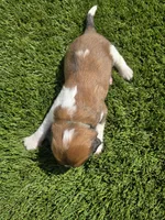 Turquoise, a male Saint Bernard and Saint Berdoodle for sale in Menifee, CA – Photo 7 of 7