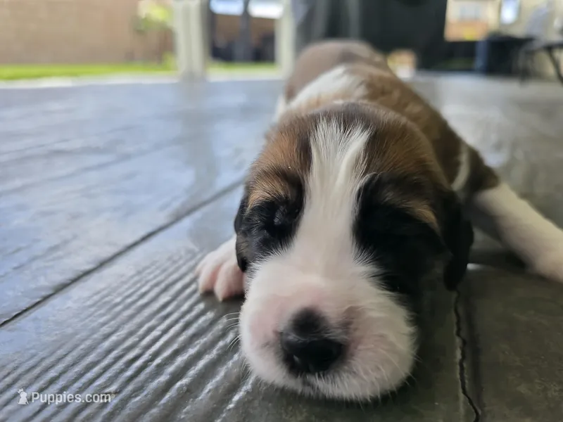 Turquoise – Saint Bernard, Saint Berdoodle puppy for sale in Menifee, CA