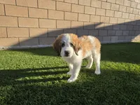 Green Collar, a male Saint Bernard and Saint Berdoodle for sale in Menifee, CA – 4 of 10