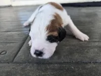Yellow Collar, a female Saint Bernard and Saint Berdoodle for sale in Menifee, CA – 3 of 7