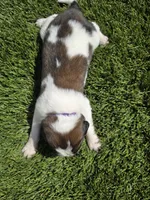 Purple Collar, a female Saint Bernard and Saint Berdoodle for sale in Menifee, CA – 5 of 7
