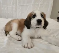 Green Collar, a male Saint Bernard and Saint Berdoodle for sale in Menifee, CA – 1 of 10