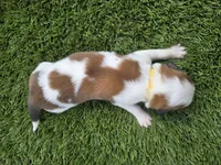 Yellow Collar, a female Saint Bernard and Saint Berdoodle for sale in Menifee, CA – 7 of 7