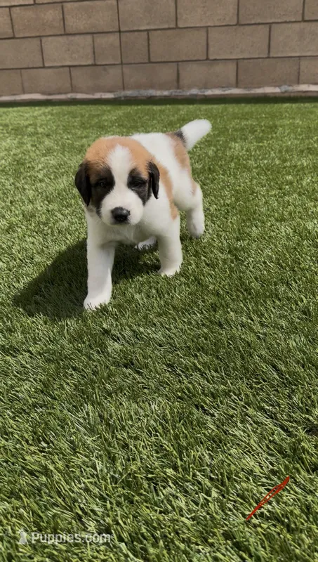 Red Collar – Saint Bernard, Saint Berdoodle puppy for sale in Menifee, CA