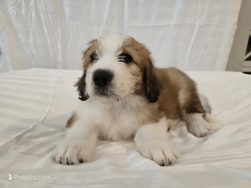 Blue Collar – Saint Bernard, Saint Berdoodle puppy for sale in Menifee, CA