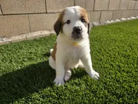 Yellow Collar, a female Saint Bernard and Saint Berdoodle for sale in Menifee, CA – 6 of 10