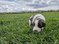 Purple Collar, a female Saint Bernard and Saint Berdoodle for sale in Menifee, CA – 3 of 7