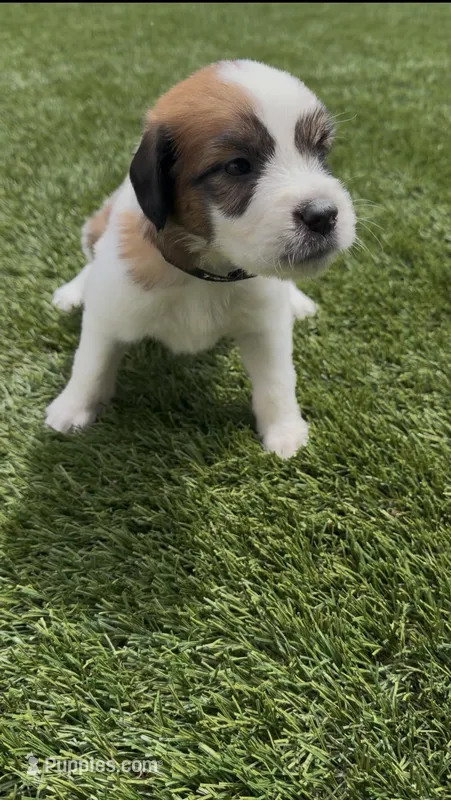 Black Collar – Saint Bernard, Saint Berdoodle puppy for sale in Menifee, CA