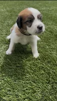 Black Collar, a male Saint Bernard and Saint Berdoodle for sale in Menifee, CA – 3 of 10