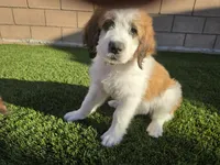 Green Collar, a male Saint Bernard and Saint Berdoodle for sale in Menifee, CA – 2 of 10