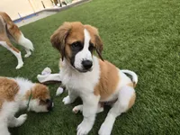 Red Collar, a male Saint Bernard and Saint Berdoodle for sale in Menifee, CA – 3 of 10
