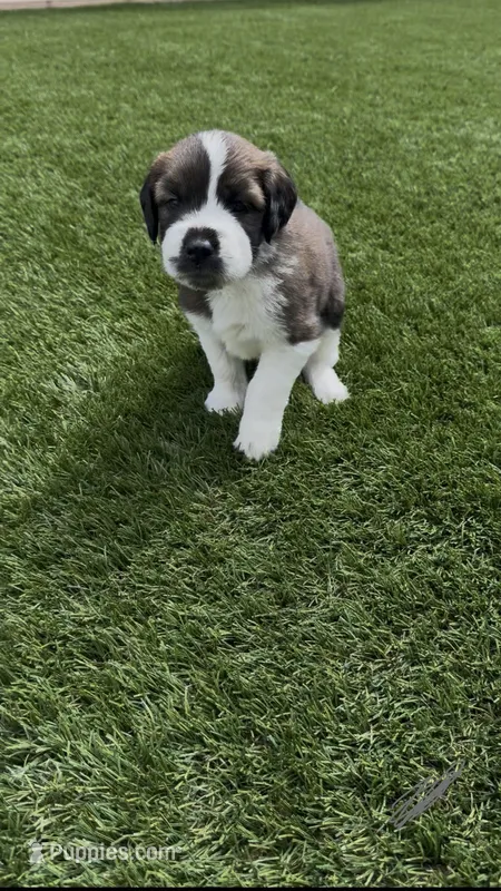 Gray Collar – Saint Bernard, Saint Berdoodle puppy for sale in Menifee, CA