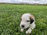 White Collar, a female Saint Bernard and Saint Berdoodle for sale in Menifee, CA – 2 of 8