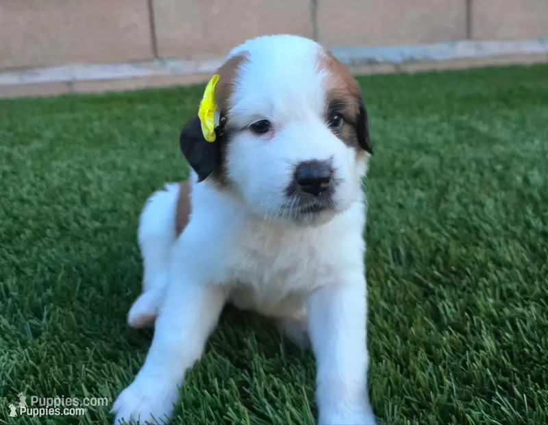 White Collar – Saint Bernard, Saint Berdoodle puppy for sale in Menifee, CA