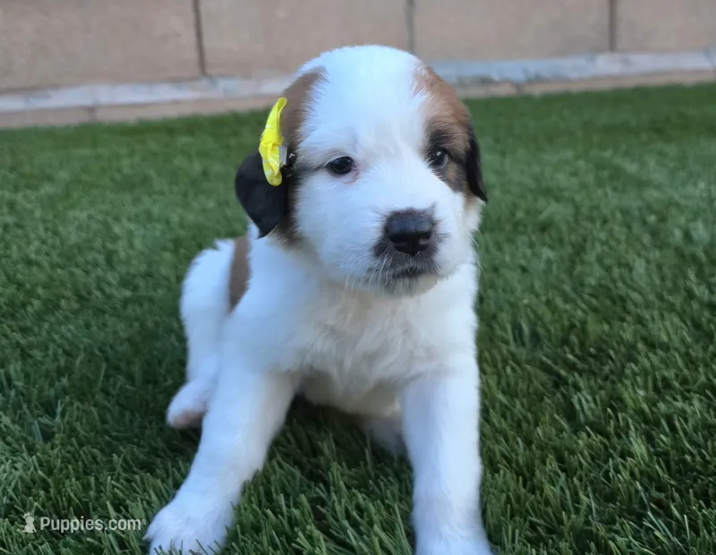 White Collar – Saint Bernard, Saint Berdoodle puppy for sale in Menifee, CA