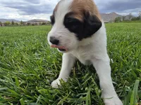 Green Collar, a male Saint Bernard and Saint Berdoodle for sale in Menifee, CA – 4 of 8