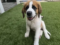 Red Collar, a male Saint Bernard and Saint Berdoodle for sale in Menifee, CA – 7 of 10