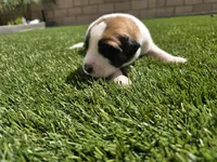 Red Collar, a male Saint Bernard and Saint Berdoodle for sale in Menifee, CA – Photo 8 of 8