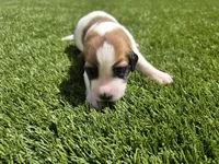 Red Collar, a male Saint Bernard and Saint Berdoodle for sale in Menifee, CA – Photo 7 of 8