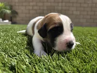 Red Collar, a male Saint Bernard and Saint Berdoodle for sale in Menifee, CA – Photo 5 of 8