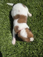 Red Collar, a male Saint Bernard and Saint Berdoodle for sale in Menifee, CA – Photo 6 of 8