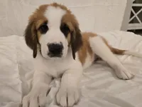 Pink Collar, a female Saint Bernard and Saint Berdoodle for sale in Menifee, CA – 2 of 10